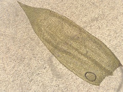 Sciuro-hypnum plumosum