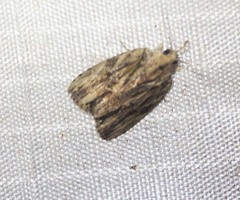Etanna breviuscula