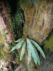 Oleandra neriiformis