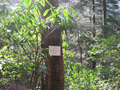 Zanthoxylum ailanthoides