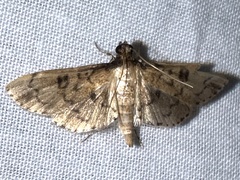 Nacoleia charesalis
