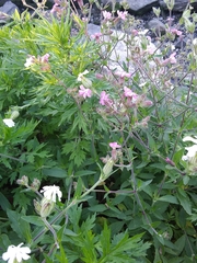 Silene × hampeana