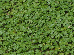 Hydrocotyle tripartita
