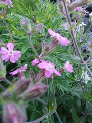Silene × hampeana