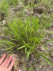 Dichanthelium columbianum