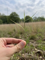Dichanthelium columbianum