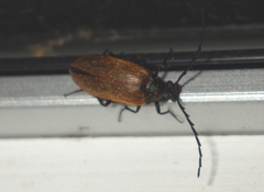 Pseudocistela ceramboides