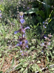 Salvia sonomensis