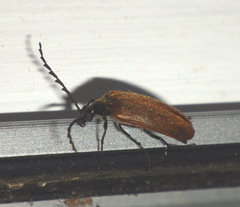 Pseudocistela ceramboides