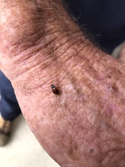 Hippodamia variegata