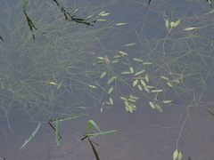 Potamogeton octandrus