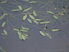 Potamogeton octandrus