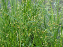 Fimbristylis squarrosa