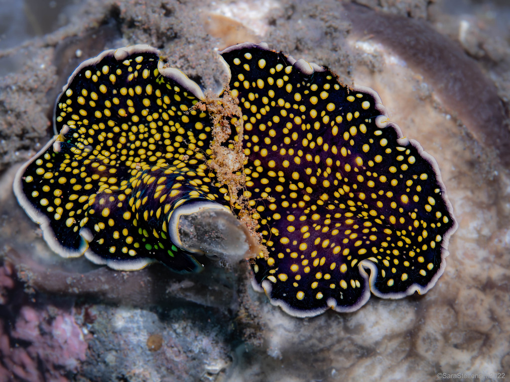 Pseudoceros microcelis