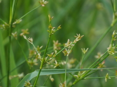 Fimbristylis squarrosa