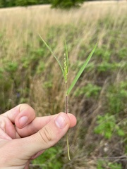 Dichanthelium commonsianum