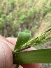 Dichanthelium commonsianum