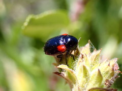 Saxinis saucia