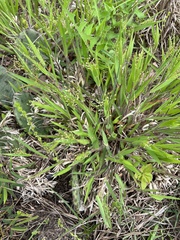 Dichanthelium commonsianum