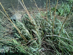 Galatella villosa