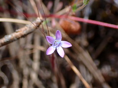 Gilia clivorum