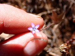 Gilia clivorum