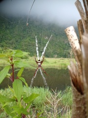 Argiope reinwardti