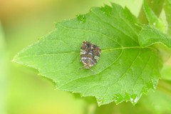 Lophopinae