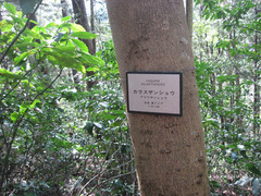 Zanthoxylum ailanthoides