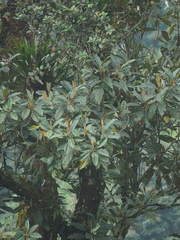 Astronia spectabilis