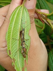 Coloratobistus discolor