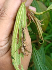 Coloratobistus discolor
