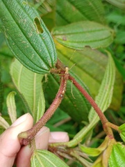 Coloratobistus discolor