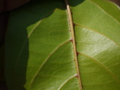 Combretum latifolium