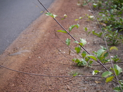 Combretum latifolium