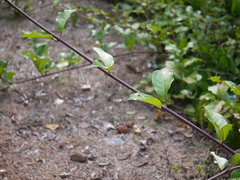 Combretum latifolium