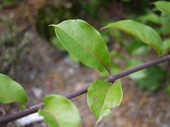 Combretum latifolium