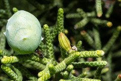 Walshomyia juniperina