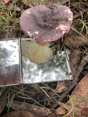 Russula lenkunya