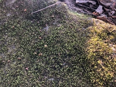 Sciuro-hypnum plumosum