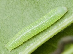 Lithophane antennata