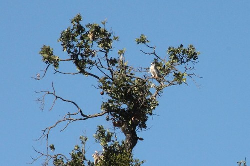 iNaturalist observation photo of White-tailed Kite