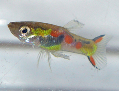 Poecilia wingei
