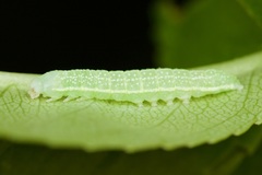 Lithophane antennata