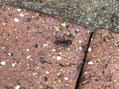 Ephutomorpha sanguineiceps