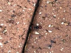 Ephutomorpha sanguineiceps