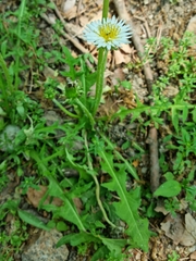 Taraxacum coreanum