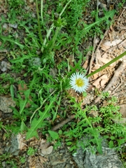 Taraxacum coreanum