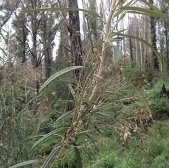 Olearia alpicola