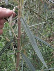 Olearia alpicola